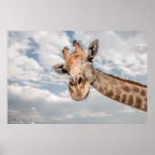 Giraffe Nah Poster (Vorne)