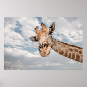 Giraffe Nah Poster