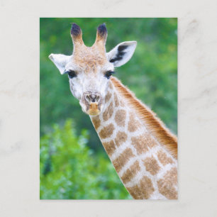Giraffe Nah-up Head Shot Postkarte