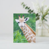 Giraffe Nah-up Head Shot Postkarte (Stehend Vorderseite)