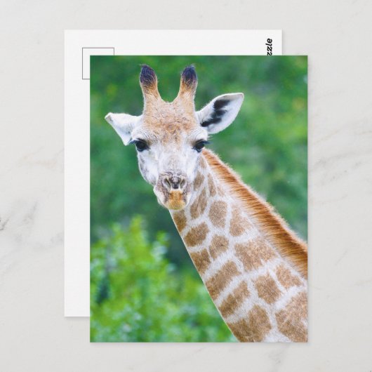 Giraffe Nah-up Head Shot Postkarte (Vorne/Hinten)