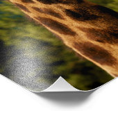 Giraffe Nah up Print Fotodruck (Ecke)