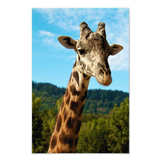 Giraffe Nah up Print Fotodruck (Vorne)