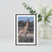Giraffe - Nationalpark Etosha, Namibia Postkarte (Stehend Vorderseite)