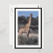 Giraffe - Nationalpark Etosha, Namibia Postkarte (Vorne/Hinten)