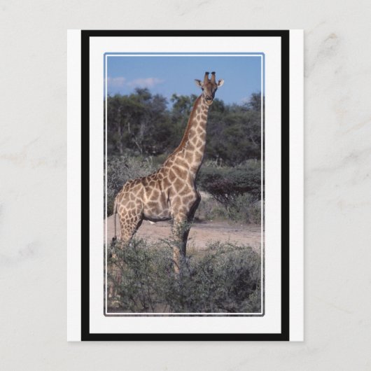 Giraffe - Nationalpark Etosha, Namibia Postkarte (Vorderseite)