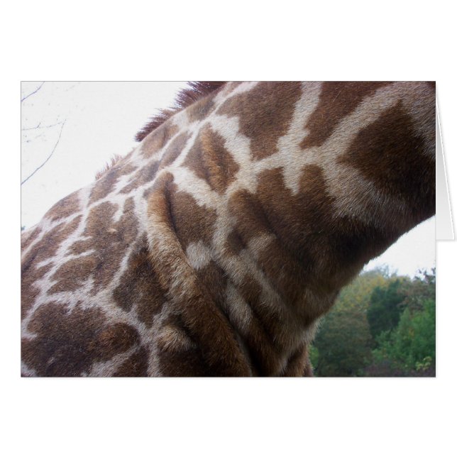 Giraffe Neck (Vorderseite (Horizontal))