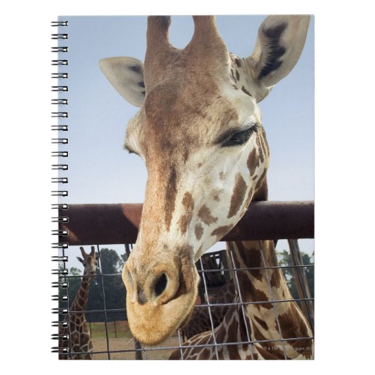 Giraffe Notizblock (Vorderseite)