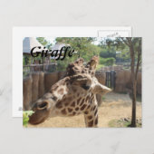 Giraffe Nr. 4 Postkarte (Vorne/Hinten)