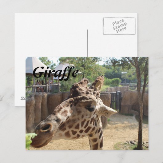 Giraffe Nr. 4 Postkarte (Vorne/Hinten)
