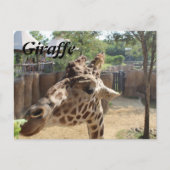 Giraffe Nr. 4 Postkarte (Vorderseite)