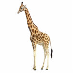 Giraffe Ornament Fotoskulptur Ornament<br><div class="desc">Akryllische Fotoskulpturenschmuck einer stattlichen Giraffe. Die Giraffe ist ein afrikanisches, gleichgezacktes, ungeliebtes Säugetier, das größte lebende Landtier und das größte Wiederkäuer. Der Name seiner Spezies bezieht sich auf das Kamel-ähnliche Erscheinungsbild und die Farbflecken auf seinem Fell. Siehe dazu passendes Acryl Fotoskulptur Button, Schlüsselanhänger, Magnet und Skulptur. Die gesamte Safari-Ornament-Sammlung in...</div>
