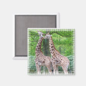 Giraffe Pair Square Magnet (Vorderseite/Rückseite)