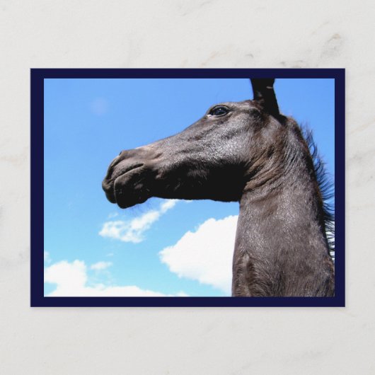 Giraffe Pferdepostkarten Postkarte (Vorderseite)