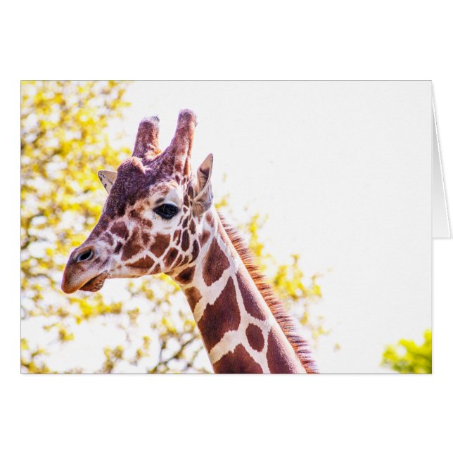 Giraffe Portrait (Vorderseite (Horizontal))