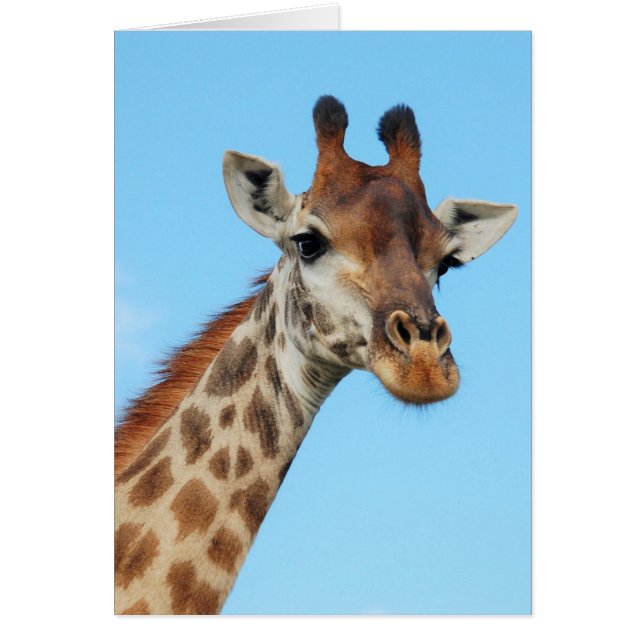 Giraffe-Portrait (Vorne)