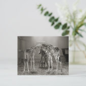Giraffe Portrait, 1926 Postkarte (Stehend Vorderseite)
