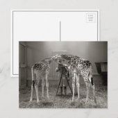 Giraffe Portrait, 1926 Postkarte (Vorne/Hinten)