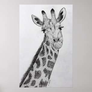 Giraffe Portrait Bleistift Sketch Zeichnend Kunstd Poster