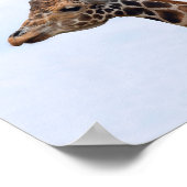 Giraffe Portrait Foto 106 Poster (Ecke)