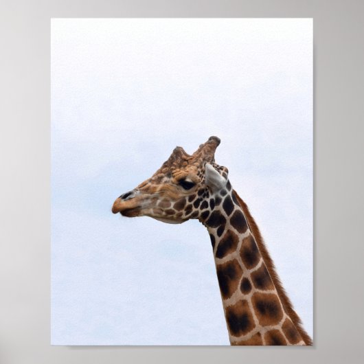 Giraffe Portrait Foto 106 Poster (Vorne)