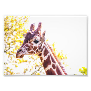 Giraffe Portrait Fotodruck