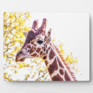 Giraffe Portrait Fotoplatte