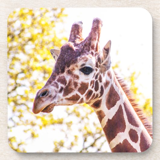 Giraffe Portrait Getränkeuntersetzer (Vorderseite)