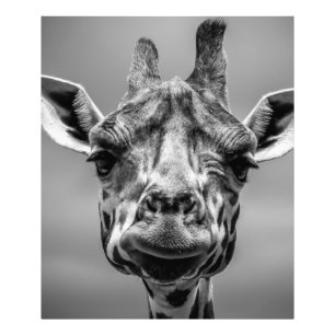 Giraffe Portrait in Monotone Fotodruck