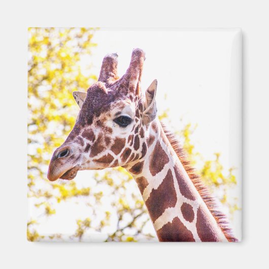 Giraffe Portrait Magnet (Vorne)