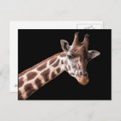 Giraffe Portrait - Postcard Postkarte (Vorne/Hinten)