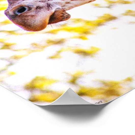 Giraffe Portrait Poster (Ecke)