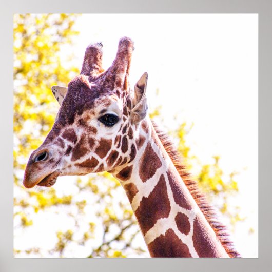 Giraffe Portrait Poster (Vorne)