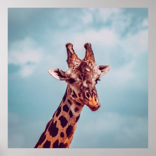 GIRAFFE PORTRAIT POSTER (Vorne)