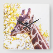 Giraffe Portrait Quadratische Wanduhr (Vorderseite)