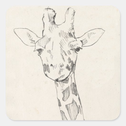 Giraffe Portrait | Zeichnung Quadratischer Aufkleber (Vorderseite)