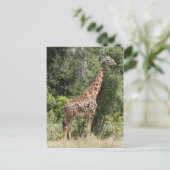 Giraffe-Pose Postkarte (Stehend Vorderseite)