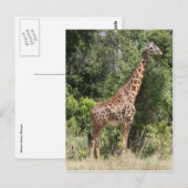 Giraffe-Pose Postkarte (Vorne/Hinten)