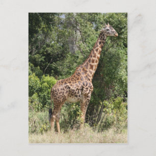 Giraffe-Pose Postkarte