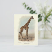 GIRAFFE POSTCARD POSTKARTE (Stehend Vorderseite)
