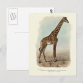 GIRAFFE POSTCARD POSTKARTE (Vorne/Hinten)
