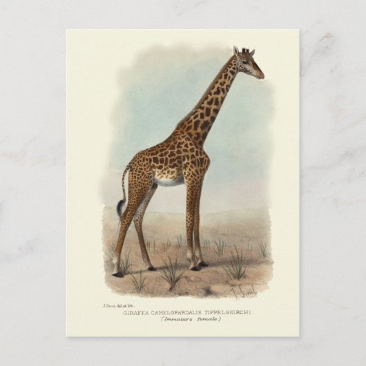 GIRAFFE POSTCARD POSTKARTE (Vorderseite)