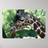 Giraffe Poster (Vorne)