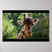 Giraffe Poster (Vorne)
