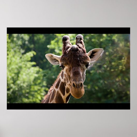 Giraffe Poster (Vorne)
