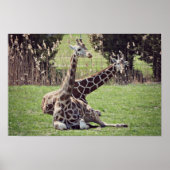 Giraffe Poster (Vorne)