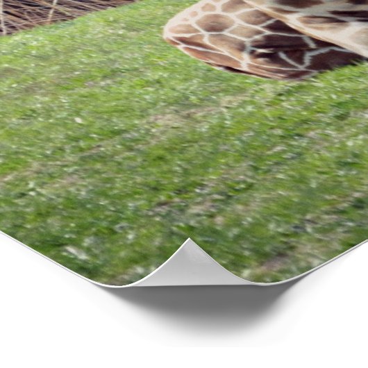 Giraffe Poster (Ecke)