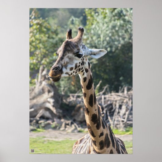 Giraffe Poster (Vorne)