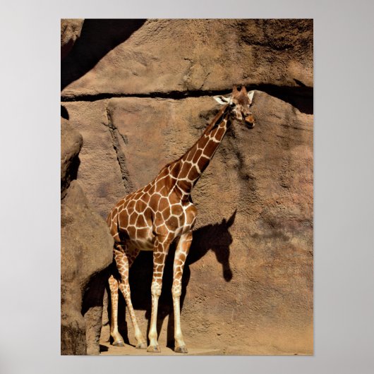 Giraffe Poster (Vorne)