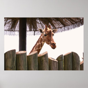 Giraffe Poster